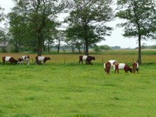 Herbergh de Parel